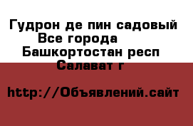 Гудрон де пин садовый - Все города  »    . Башкортостан респ.,Салават г.